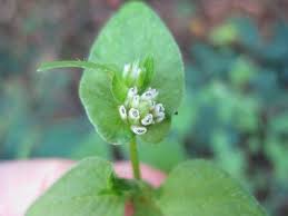 Image result for Persicaria nepalensis