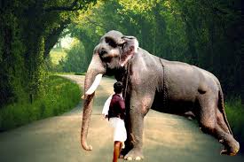 Have you ever wanted to draw a cute cartoon elephant? Mangalamkunnu Karnan Hd Images Kerala Elephant Mangalamkunnu Karnan Photos
