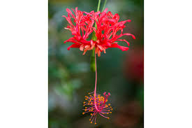 Image result for Hibiscus schizopetalus
