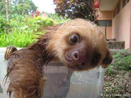 Wet Sloths Wet Sloth Cute Baby Sloths Cute Sloth