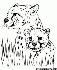 Gepard Ausmalbilder Ausmalbilder Ausmalen Bilder Zum Ausmalen Fur Kinder