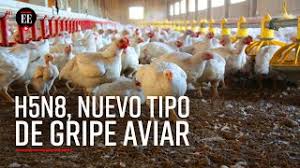 En medio de la lucha frente a la peor pandemia de la historia, la federación de rusia reporta casos positivos de la nueva gripe aviar h5n8, transmitido por aves a humanos. H5n8 Rusia Detecta Nuevo Tipo De Gripe Aviar En Humanos El Espectador Youtube