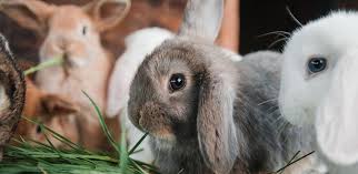 Read salt kills slugs by causing the water to leave it's body though a process called osmosis. What Can And Can T Rabbits Eat