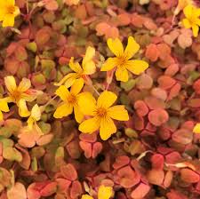 Image result for Oxalis purpurascens