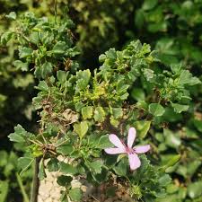 Image result for Pelargonium
