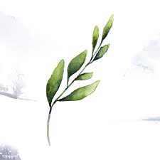 Hand Drawn Olive Branch Watercolor Style Vector Free Image By Rawpixel Com Olive Branch Leaf Drawing How To Draw Hands