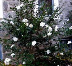 Camellia White By The Gate Shrubs In 2020 Shrubs For Sale Shrubs Evergreen Shrubs