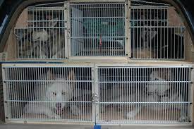 We understand that pets are like family, so with this in mind we have designed our pet for the safety and comfort of your beloved pets, sae relocation has designed a full range of services that will accommodate them during each step of their relocation. Pet Relocation Services In Chennai Pet Transporters In Ch Vehicles For Rent In Chennai Click In