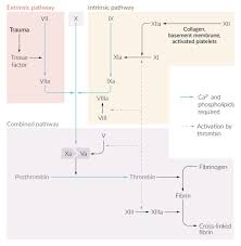 Ptt measures the integrity of the intrinsic system (factors xii, xi, viii, ix) and common clotting pathways. Hemostasis And Bleeding Disorders Amboss