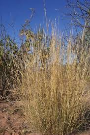 Image result for Aristida recta