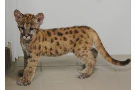 Pets and animals ocala 150 $. Uniquely Florida The Florida Panther Naturecoaster Com