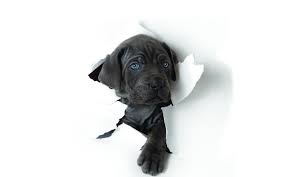 Check spelling or type a new query. Black And White Dog Wallpaper For Walls Novocom Top