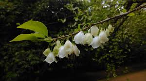 Spring bloom starts in southern missouri in march and travels north, and from lower to higher elevation as the average daily temperature rises. Halesia Trees And Shrubs Online