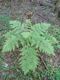 Image result for Thunbergianthus ruwenzoriensis