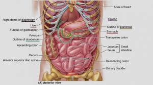 Related online courses on physioplus. Major Organs In The Abdominal Cavity Elegant Of Human Abdominal Cavity Anatomy Internal Organs Abdomen Human Body Anatomy Human Body Diagram Human Body Organs
