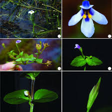 Image result for Stemodiopsis glandulosa