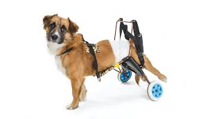 That is why dog wheelchairs are a great invention because they enable dogs to live longer and more importantly, they make this experience painless and easier. How To Make A Dog Wheelchair A Diy Guide Top Dog Tips