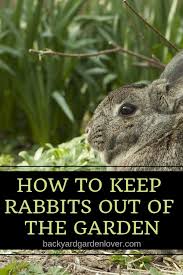 This results in a better yield. How To Keep Rabbits Out Of The Garden 9 Easy Ways