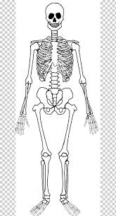 Muscle anatomy stomach 12 photos of the muscle anatomy stomach female stomach muscle anatomy, human stomach muscle anatomy, lower stomach muscle anatomy, muscle anatomy of stomach, stomach muscle anatomy diagram, human muscles, female stomach muscle anatomy, human stomach muscle anatomy, lower stomach muscle. Muscular And Internal Organs Instant Download Clipart Set 13 Vintage Human Anatomy Illustrations Of Skeletal Clip Art Art Collectibles Kromasol Com