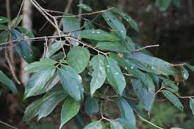 Image result for Pterospermum