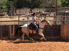 Equinenow listing of buckskin paint horses for sale. Buckskin Horses Paint Horses For Sale Horseclicks
