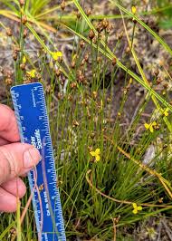 Image result for Xyris parvula