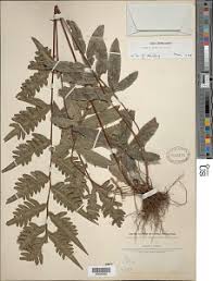 Image result for Cleistachne sorghoides