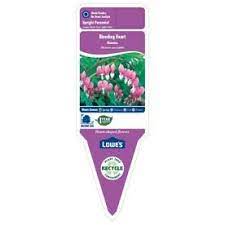 1 Gallon In Pot Bleeding Heart L3481 Lowes Com Bleeding Heart Lowes Plants Gallon