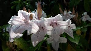 Image result for Mohria vestita