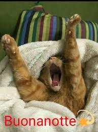 Buonanotte Immagini Di Gatti Divertenti Gattini Divertenti Immagini Divertenti Di Animali 5 / 5 81 мнений. immagini di gatti divertenti gattini