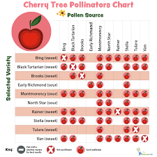 In this case, purchasing 2 or more varieties would solve the problem. Pollination Charts For Fruit Bearing Trees And Shrubs My Garden Life