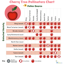 These include selection of unique clones, vegetative propagation (use of offshoots, cuttings, grafting), continuous irrigation in dry climates, pruning and training, pollination, harvesting, storage, and processing. Pollination Charts For Fruit Bearing Trees And Shrubs My Garden Life