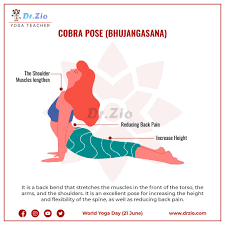 Cobra Yoga Pose Bhujangasana Cobra Pose Cobra Pose Yoga Poses