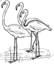 Realistic Flamingo Coloring Pages In 2020 Flamingo Coloring Page Animal Coloring Pages Bird Coloring Pages