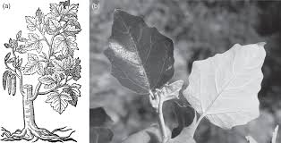 Flight 328 was able to make an emergency landing at denver airport. Leaf Optical Properties In Different Wavelength Domains Chapter 5 Leaf Optical Properties
