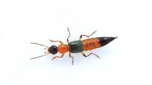 Terminologi 'gigitan serangga' di masyarakat umum secara medis dapat berarti gigitan ataupun kissing bugs, atau triatome bugs, merupakan jenis serangga yang dapat berperan sebagai vektor. Gigitan Semut Charlie Buat Kulit Melepuh Begini Cara Mengatasinya