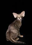 Oriental Kittens and Cats for sale | Cataristocrat Cattery