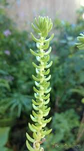 Image result for Crassula schimperi