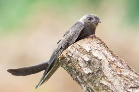 Birds And Their Nests Pictures Uk Swifts Due To Return To The Uk The English Garden Animals Beautiful Bristol Birds