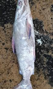 You may cook both keli and pacu the asam pedas style or pakar both then go with sambal belacan ! Ikan Mayong In English
