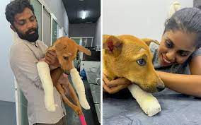 Browny points: kind-hearted couple rescue injured stray dog | FMT