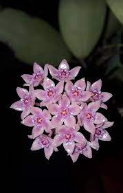 Pin On Hoya