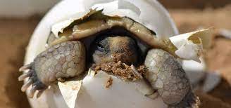 Baby Tortoise Care - Exoticdirect
