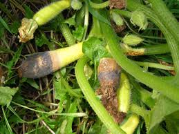 Maybe you would like to learn more about one of these? What S Wrong With My Plant Garden University Of Minnesota Extension