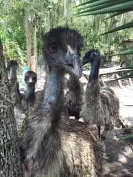 Do Emu Make Good Pets My Experience Owning Emus Backyard Poultry Magazine Baby Chicks Raising Pets Raising Turkeys