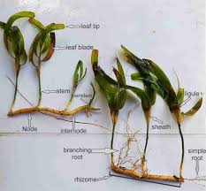 Image result for Thalassia hemprichii