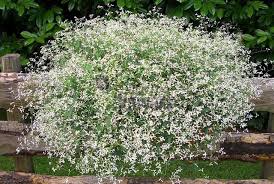 Check spelling or type a new query. Euphorbia Hypericifolia Diamond Frost Steemit
