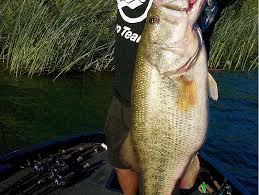 0 members and 2 guests are viewing this board. Clear Lake S Big Bass Are Ready To Bite Westernbass Com