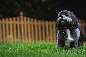 why do dogs kick grass best small dog breeds best small dogs dog breeds that dont shed