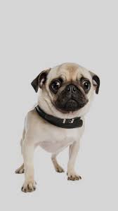 Cute Pug Dog Iphone 6 Wallpaper Dog Wallpaper Cute Pugs Puggle Puppies